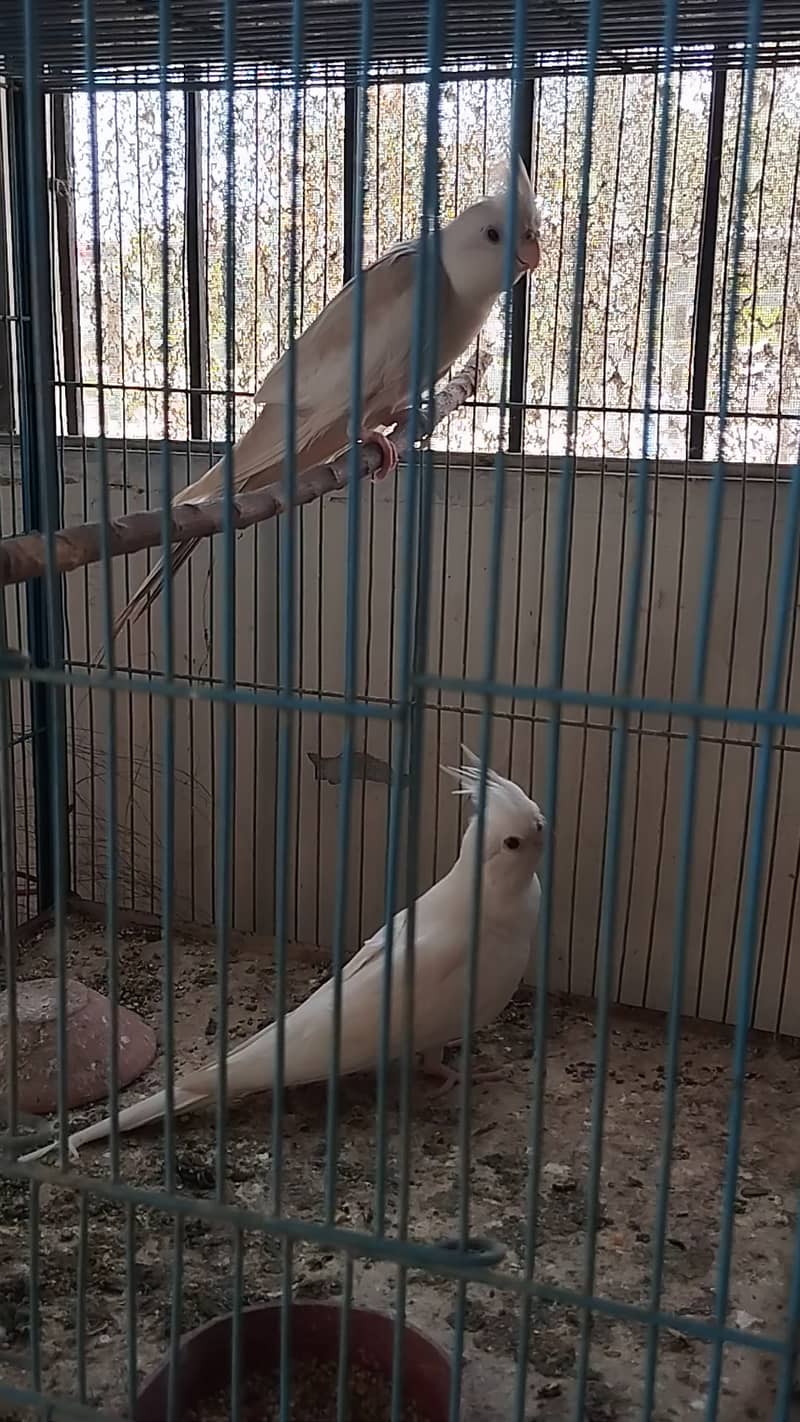 Two cockatiel pair for sale 2