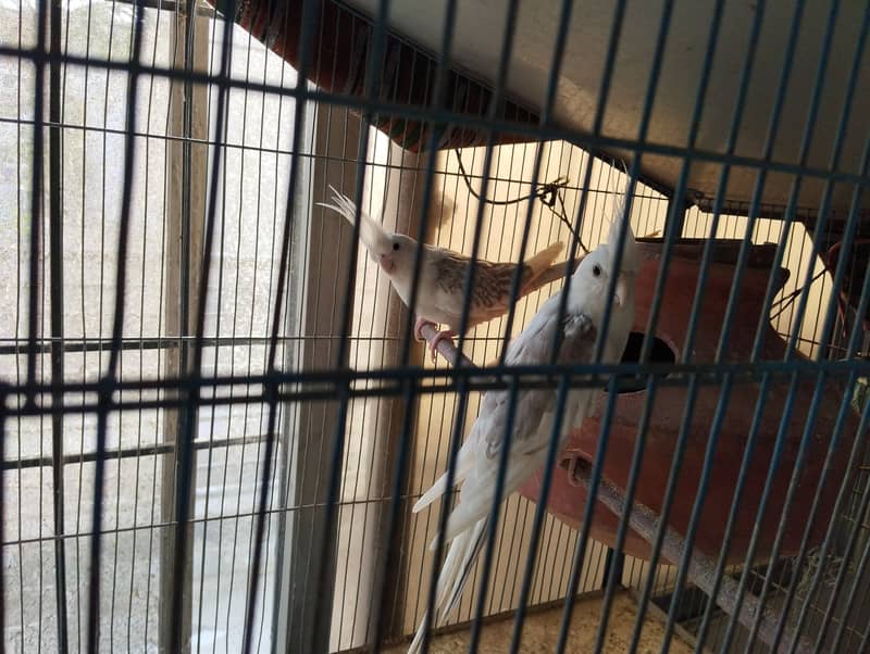 Two cockatiel pair for sale 4