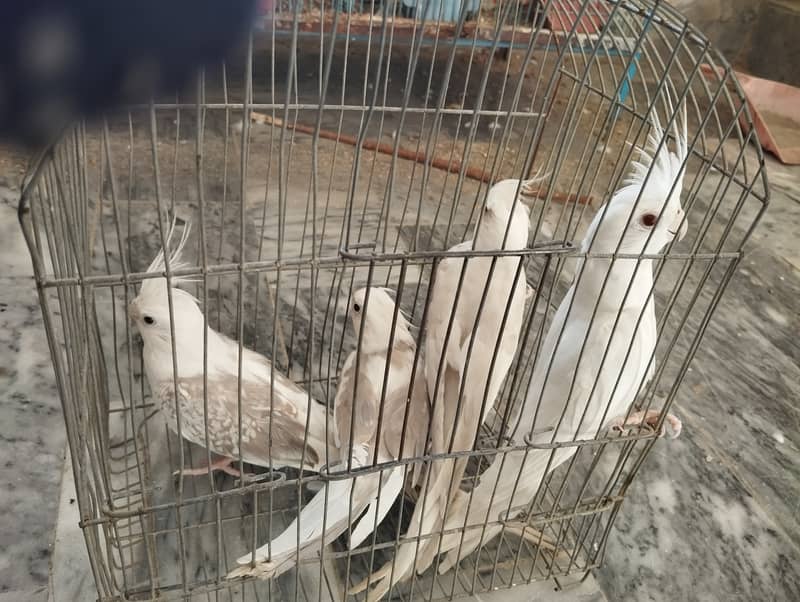 Two cockatiel pair for sale 1
