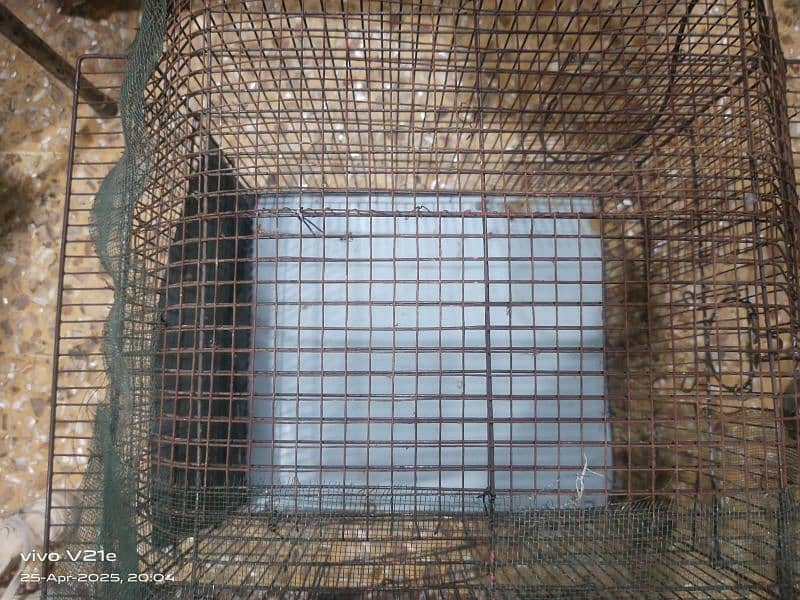 birds cage 1