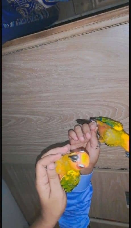sunconure hand tame 0