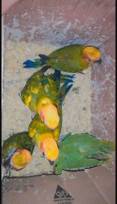 sunconure hand tame 1