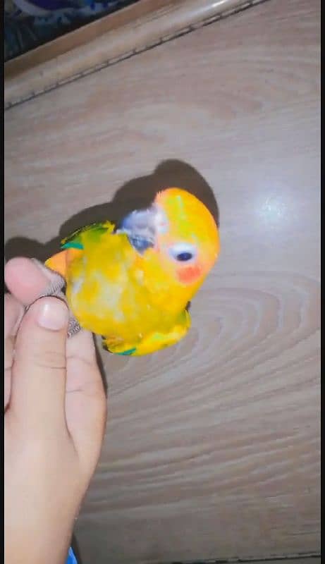 sunconure hand tame 2