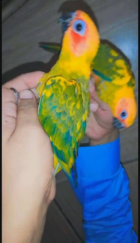 sunconure hand tame 3