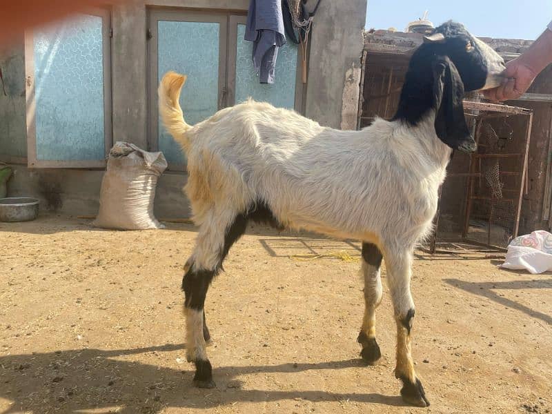 Bakra 5