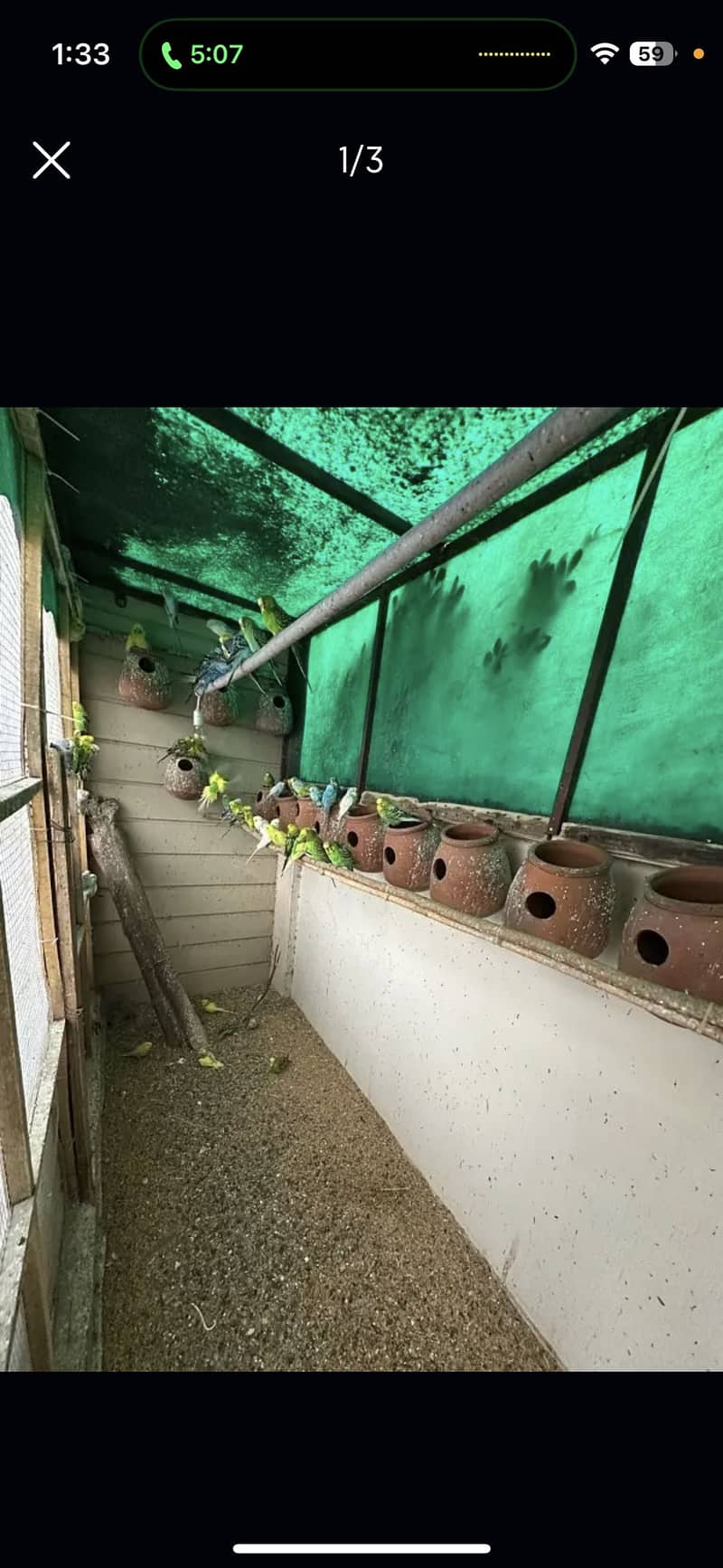 Australian Budgies 0