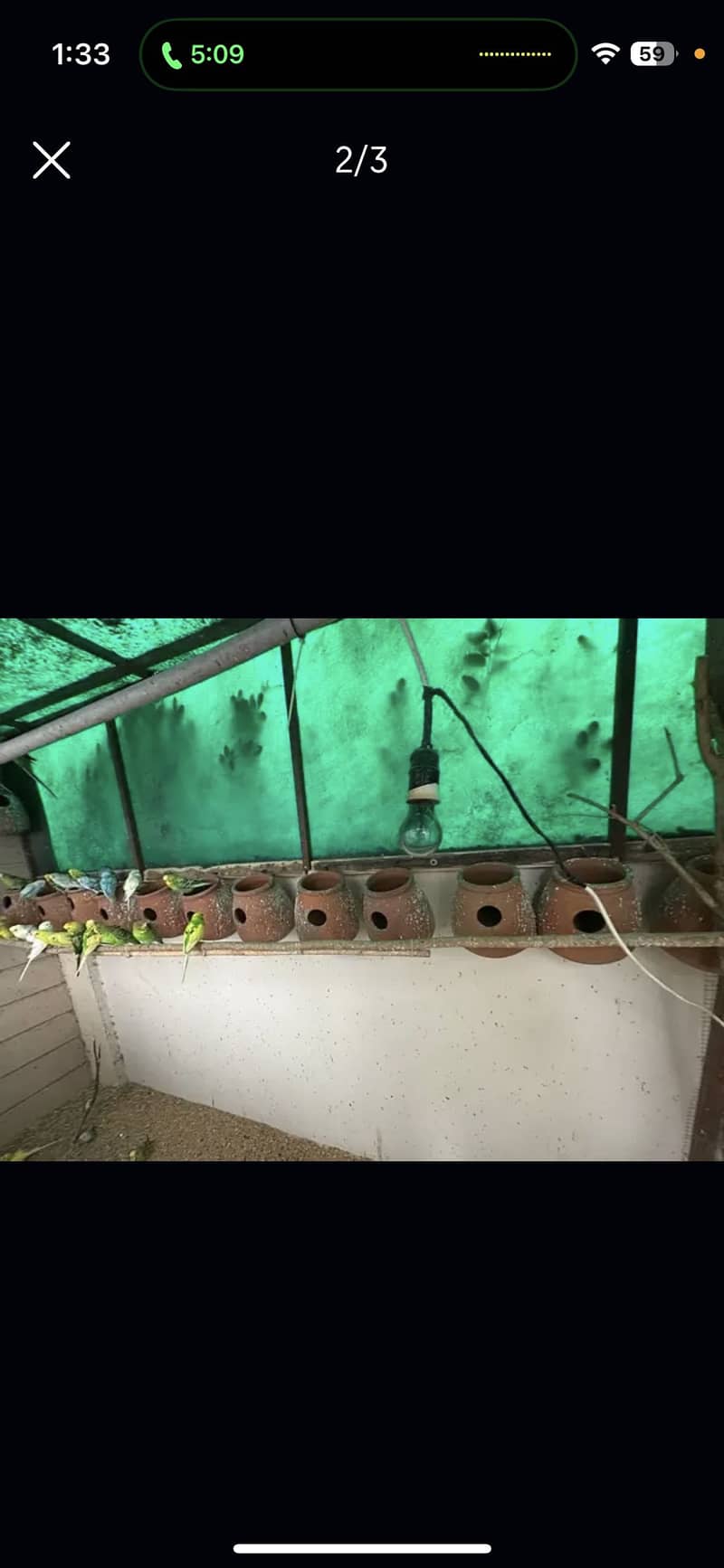 Australian Budgies 1