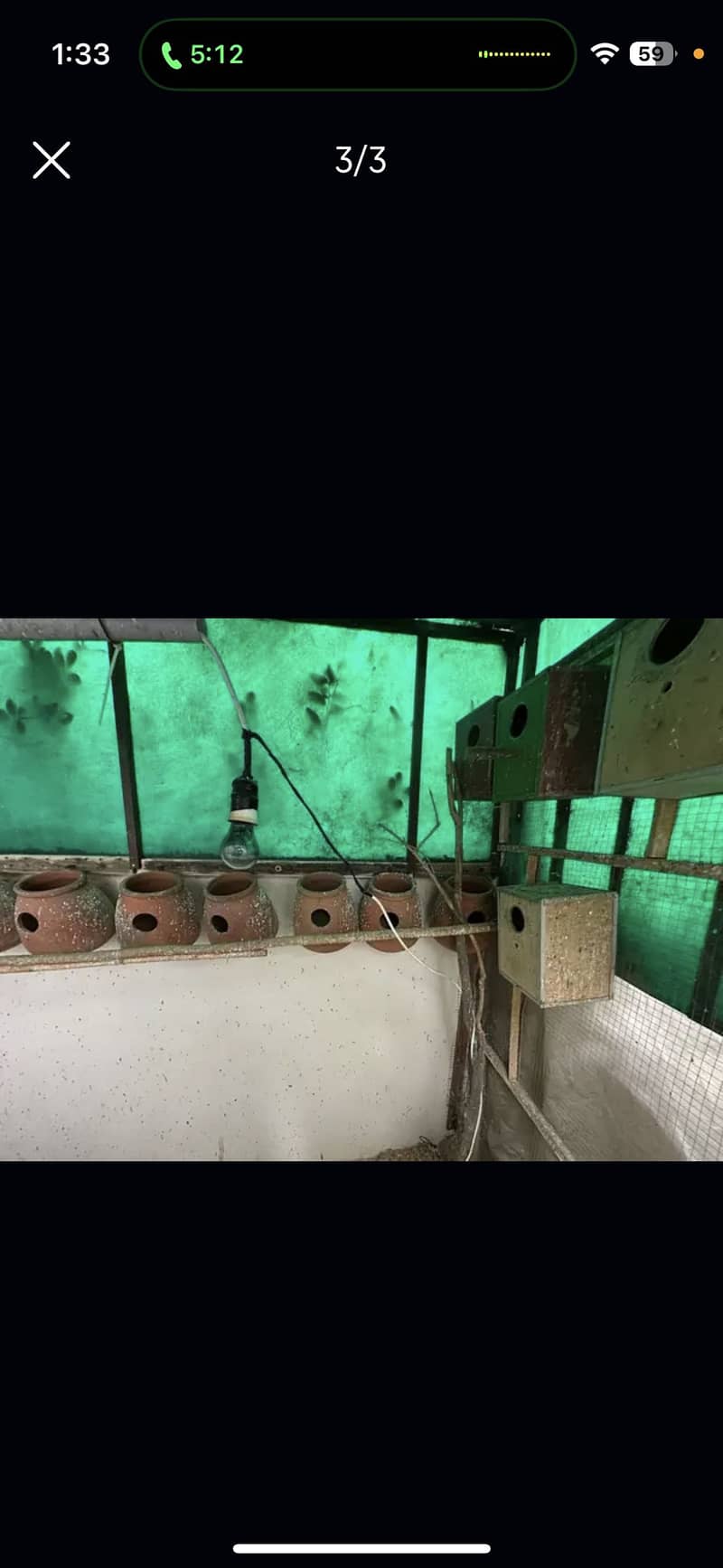 Australian Budgies 2