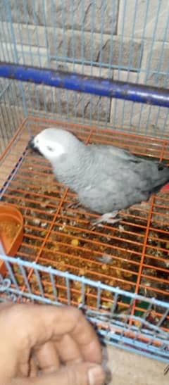 african gray parrot hand tame