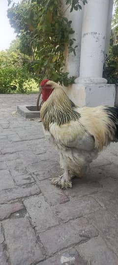 Brahma Chicks