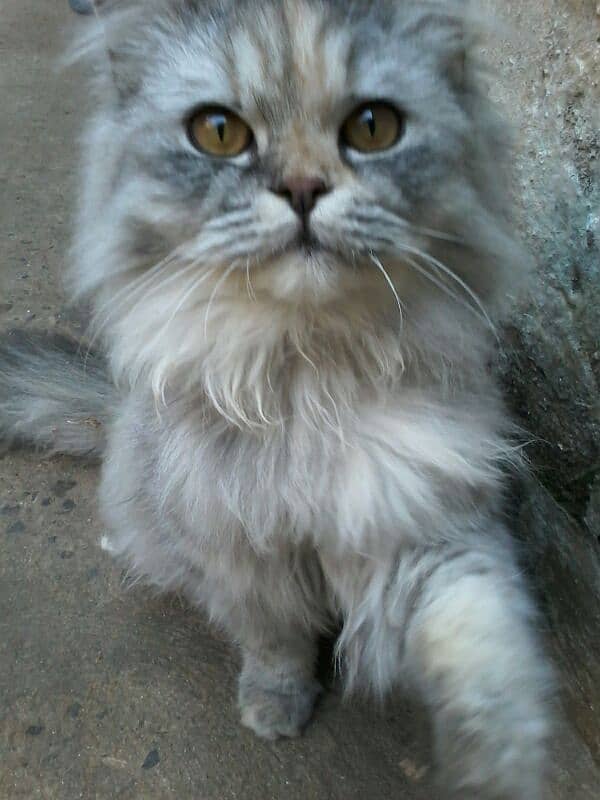 pure Persian punch face triple coated females 4