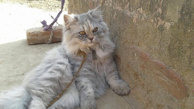 pure Persian punch face triple coated females 5