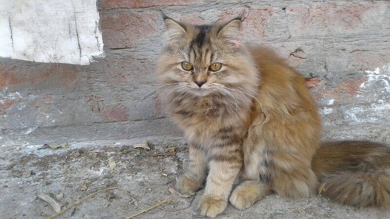 pure Persian punch face triple coated females 6