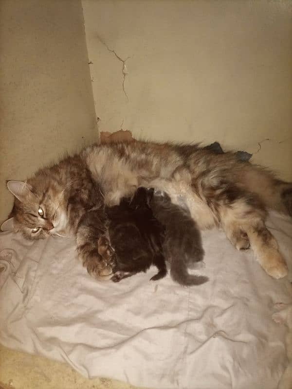 triple coat cat with 4long coat kittens 0