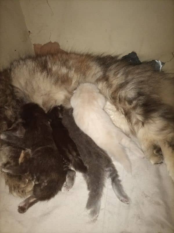 triple coat cat with 4long coat kittens 1