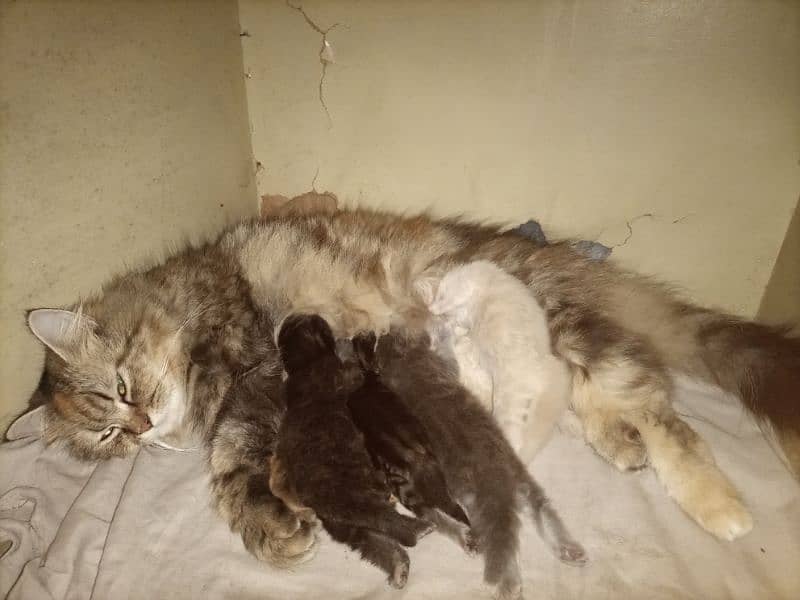 triple coat cat with 4long coat kittens 2