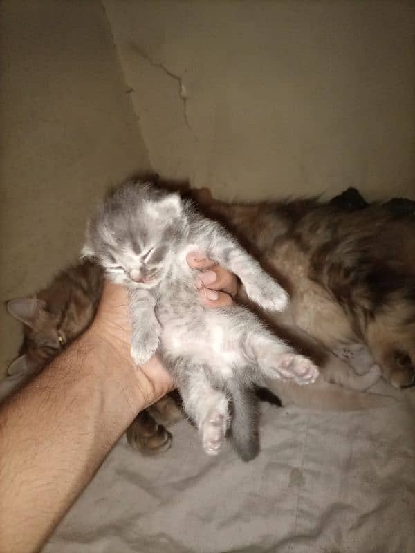 triple coat cat with 4long coat kittens 3