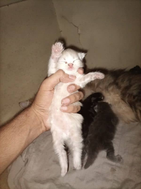 triple coat cat with 4long coat kittens 4