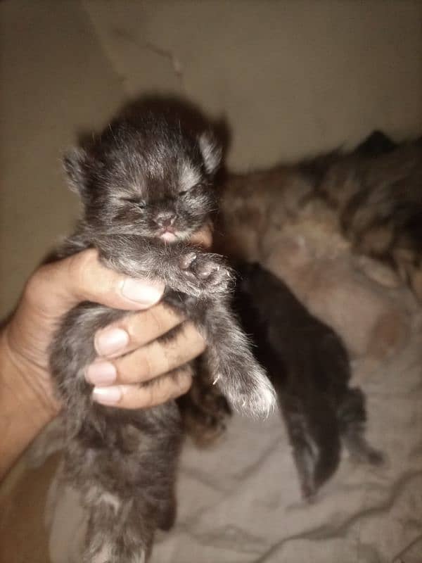 triple coat cat with 4long coat kittens 5