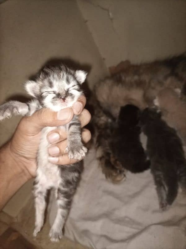 triple coat cat with 4long coat kittens 6