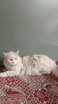 Persian