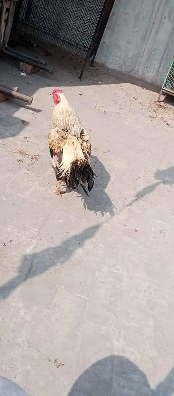 java patha  for sale 2