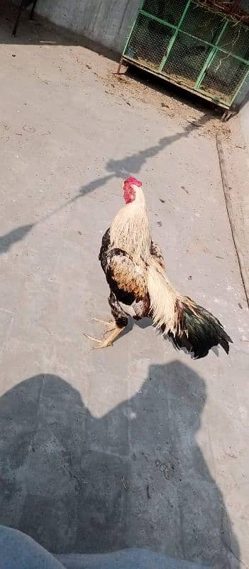 java patha  for sale 5