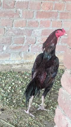 25000 1 murga 1 murgi 4 bachy aseel
