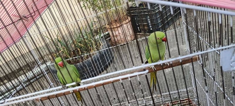 Ringneck available both are female 0