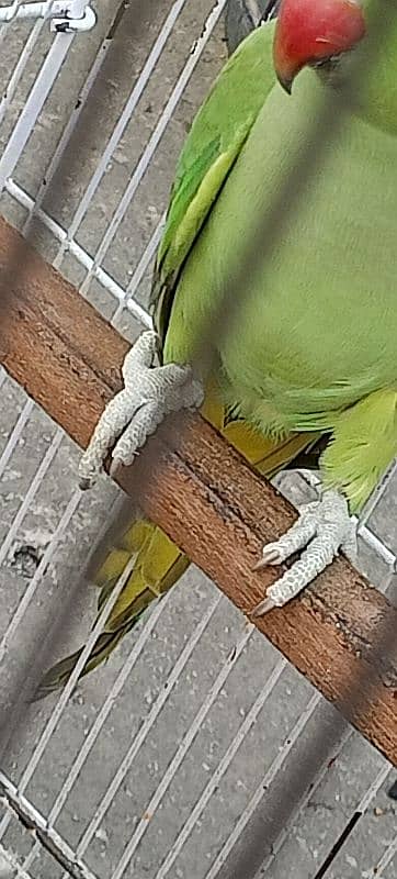 Ringneck available both are female 2