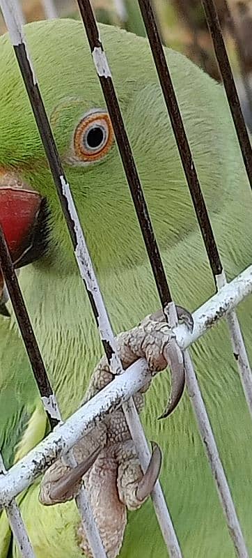 Ringneck available both are female 4