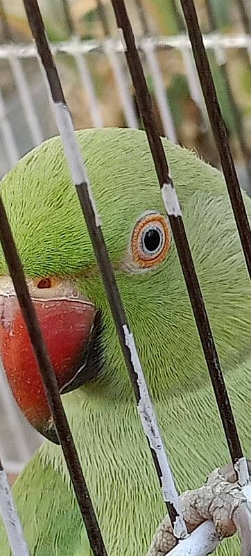 Ringneck available both are female 6