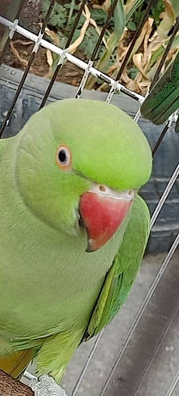 Ringneck available both are female 7