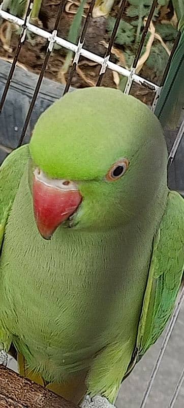 Ringneck available both are female 8