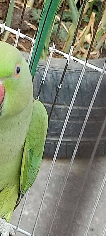 Ringneck available both are female 9