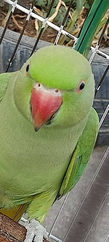 Ringneck available both are female 10