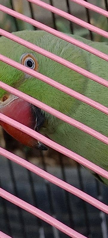 Ringneck available both are female 11