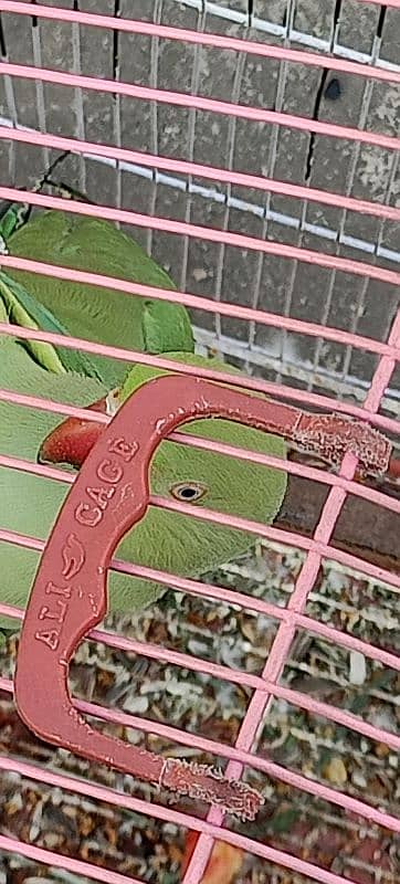 Ringneck available both are female 12
