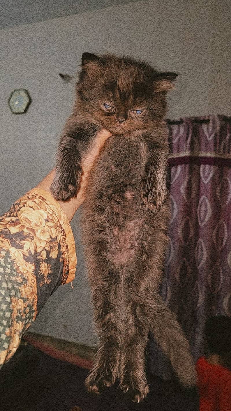 Persian cats kitten 2