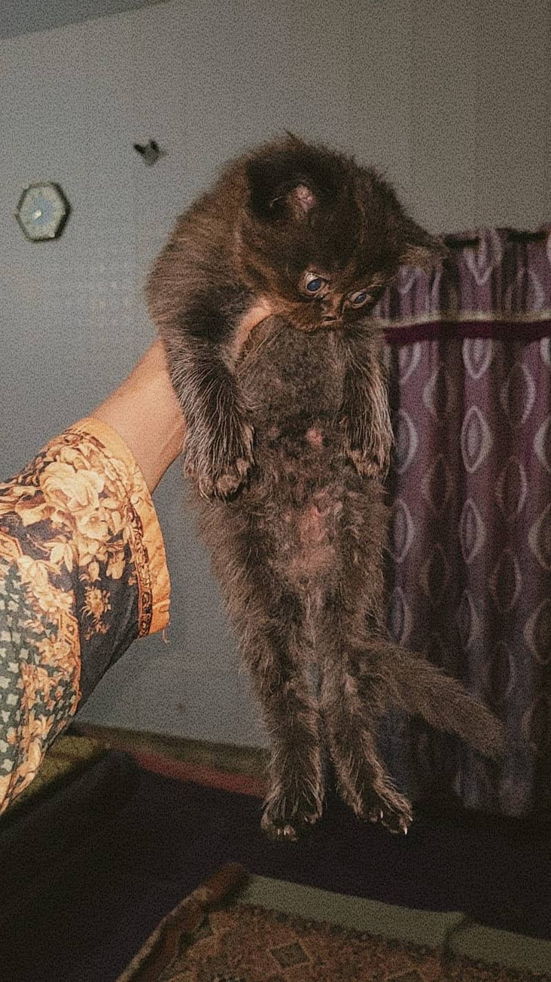Persian cats kitten 3