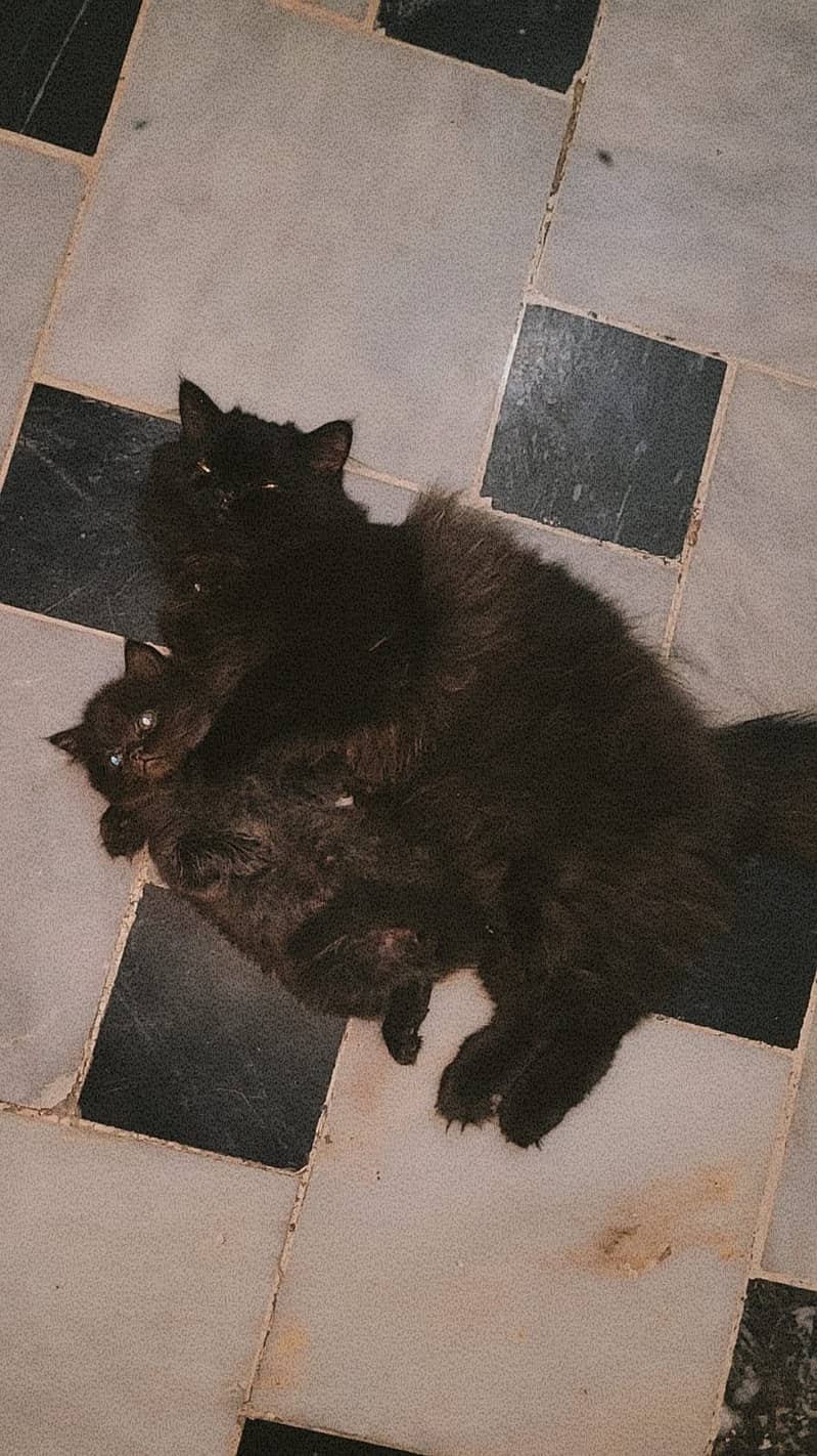 Persian cats kitten 4
