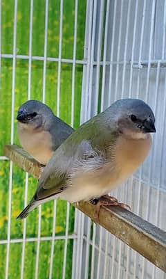 lady gouldian Chiks