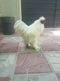 White silkie Breeder Male