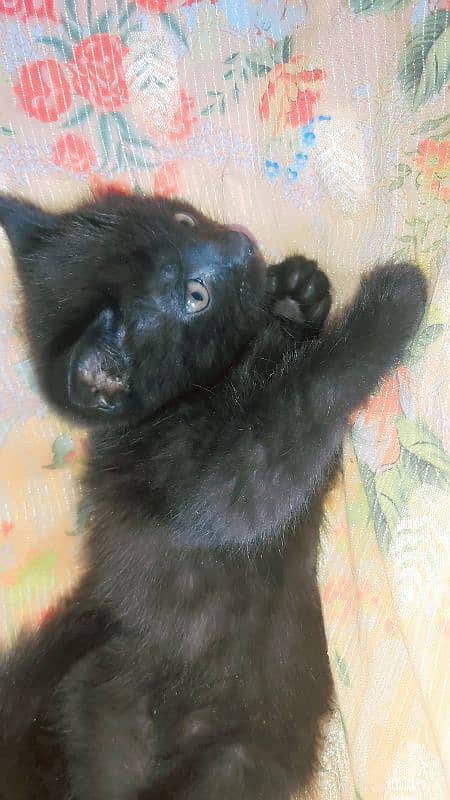 Little black kitten 0