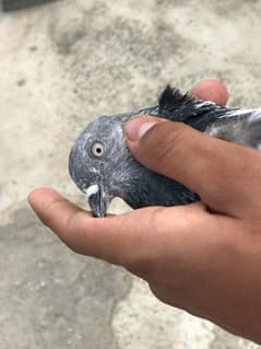 kise ka parwazi kabuter ha ham na khud pakra ha