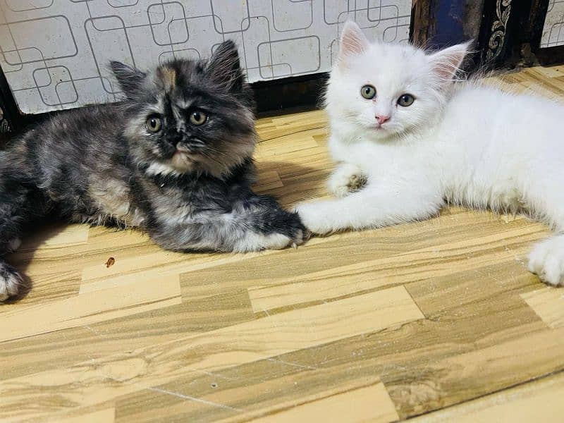 Persian cat baby for sale 0
