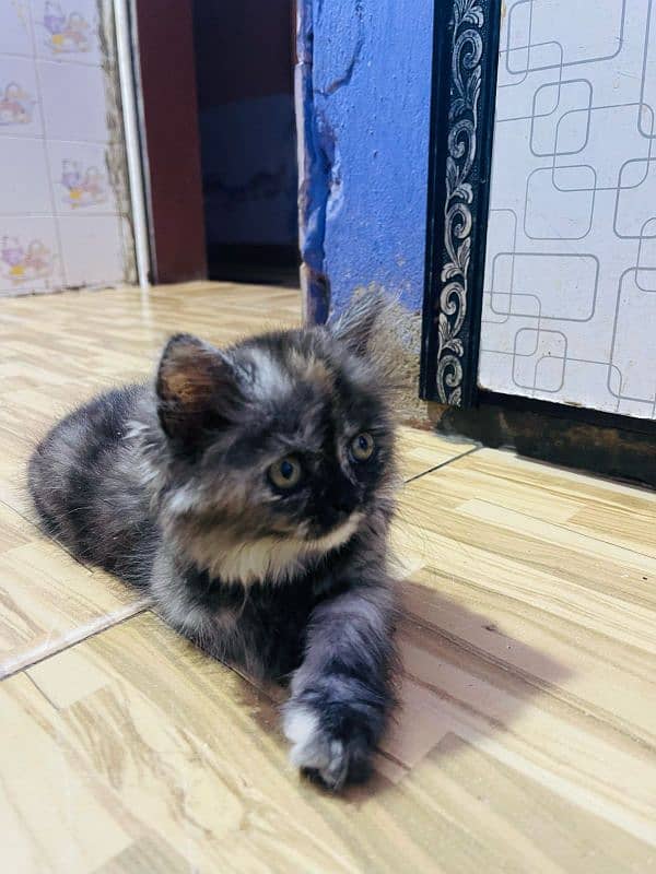 Persian cat baby for sale 1