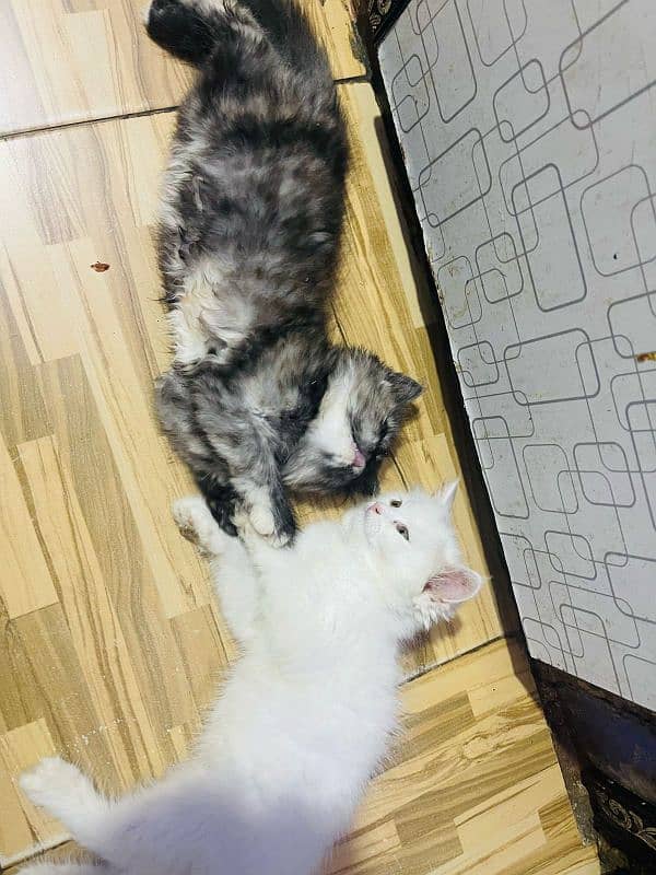 Persian cat baby for sale 2