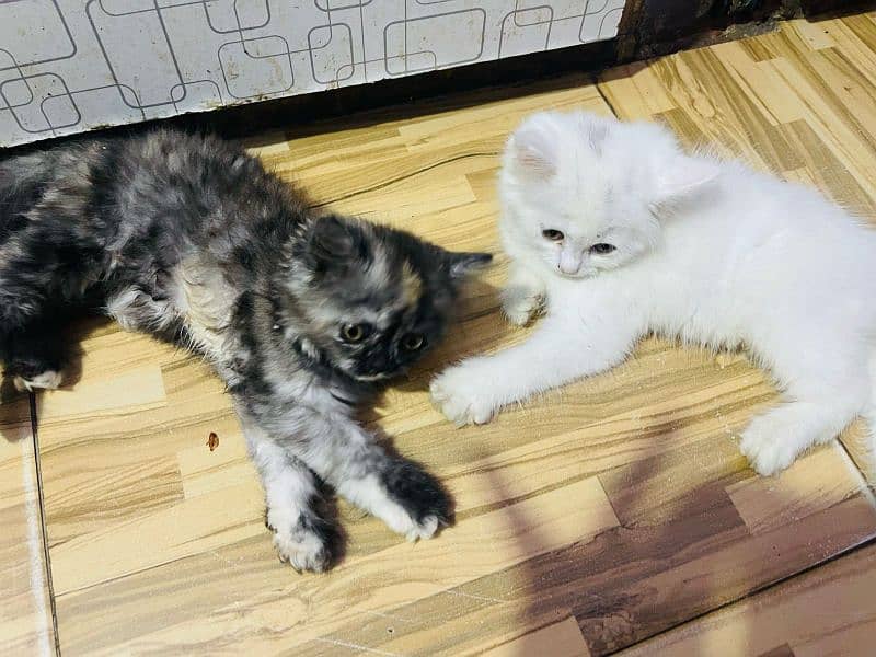 Persian cat baby for sale 4