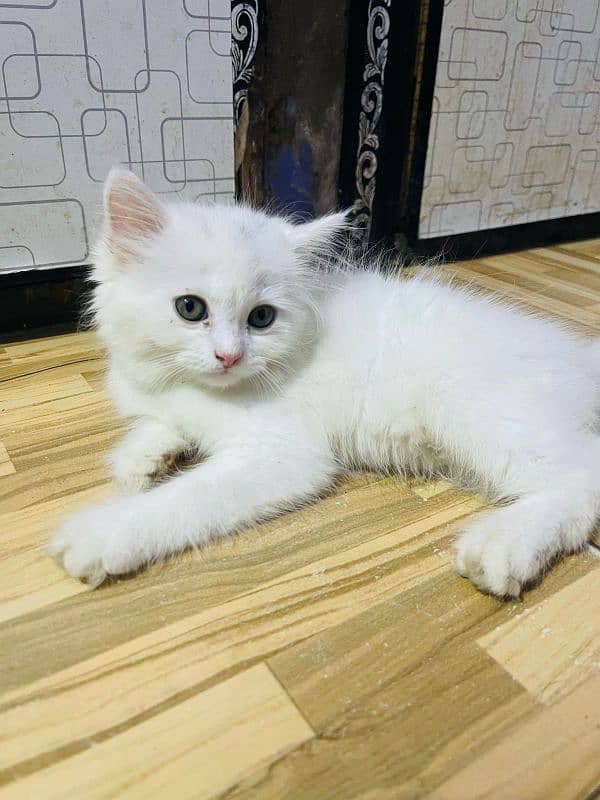 Persian cat baby for sale 5